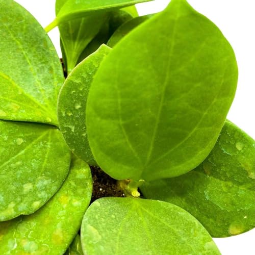 BubbleBlooms Hoya Pachyclada, 4 inch Rare Exotic Indoor House Wax Plant