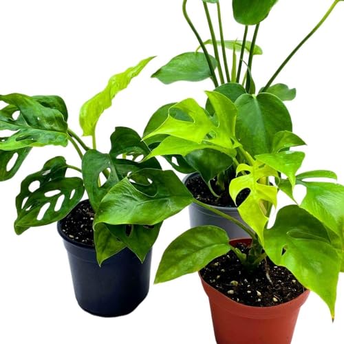 BubbleBlooms Monstera Assortment, 4 inch Set of 3 Different Monsteras, Swiss Cheese, Deliciosa, Minima, Narrow