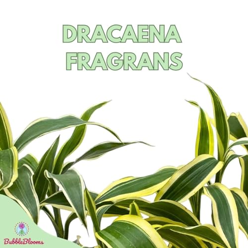 BubbleBlooms Variegated Dracaena Fragrans Set of 3 in 2 inch pots Corn Plant Tiny Mini Pixie