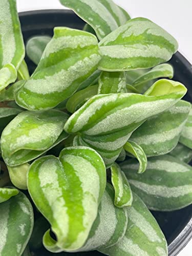 BubbleBlooms Peperomia Mini Watermelon, 4 inch verschaffeltii