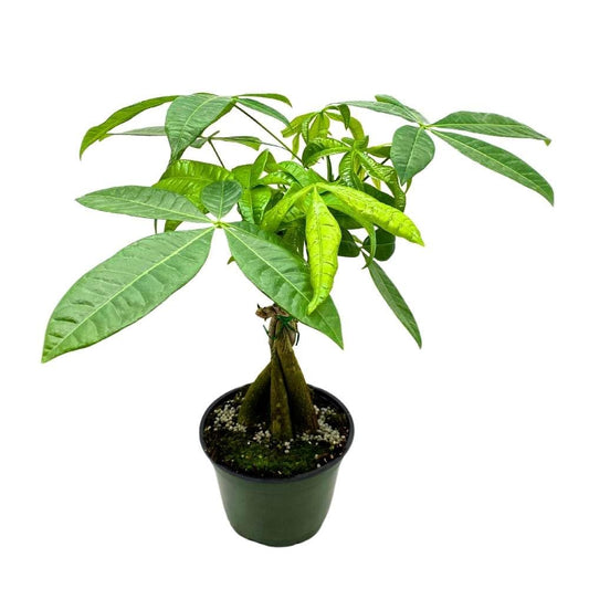 BubbleBlooms Braided Money Tree Pachira aquatica in a 6 inch Pot Water Chestnut Plant