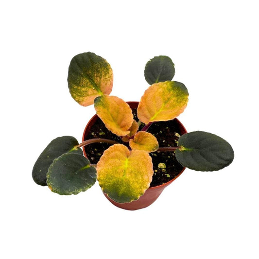 Variegated African Violet Cabbage Patch, 4 inch, Saintpaulia Gesneriads