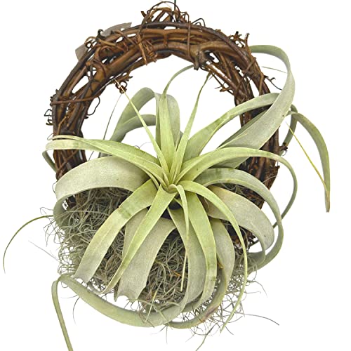 BubbleBlooms Tillandsia Xerographica on an 8 inch Natural Wreath Mounted with Moss, Air Plant Wall Hanger