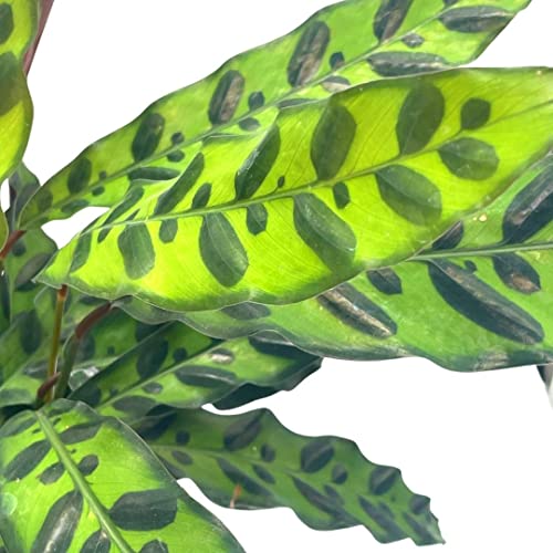 BubbleBlooms Rattlesnake Calathea Lancifolia, 6 inch Pot