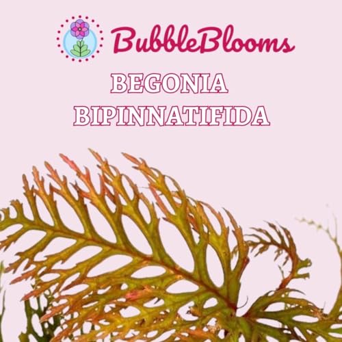 BubbleBlooms Begonia bipinnatifida, 2 inch Fern Leaf Begonia Pink Flower