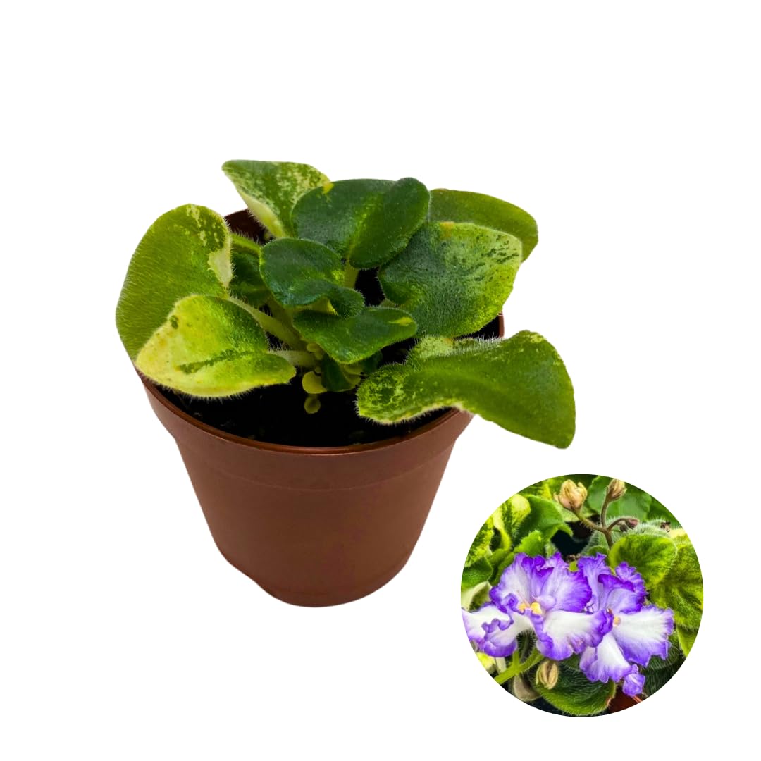 Harmony Foliage Mini African Violet LE Zoryane Syalve Variegated, 2 inch Purple Flower