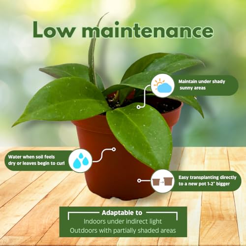 BubbleBlooms Hoya Cutis Porcelana 4 inch