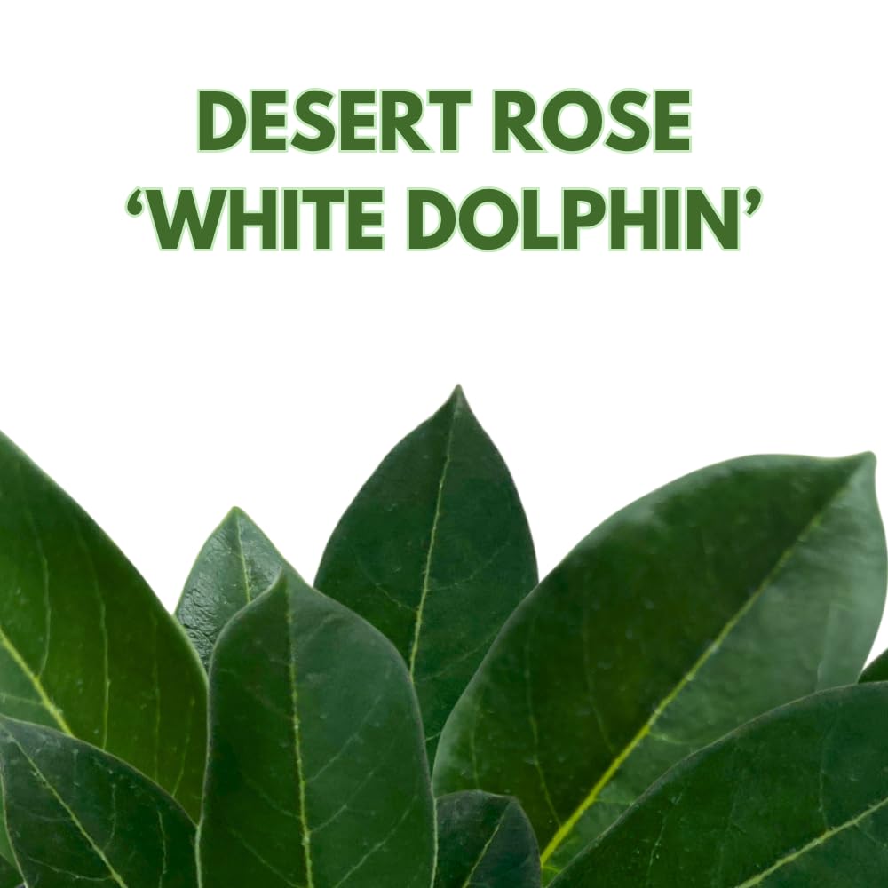 BubbleBlooms Desert Rose White Dolphin in a 4 inch Pot Extremely Rare Flower