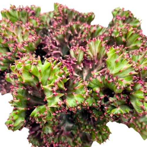 BubbleBlooms Pink Mermaid Tail Variegated Grafted Cactus Rare 4 inch