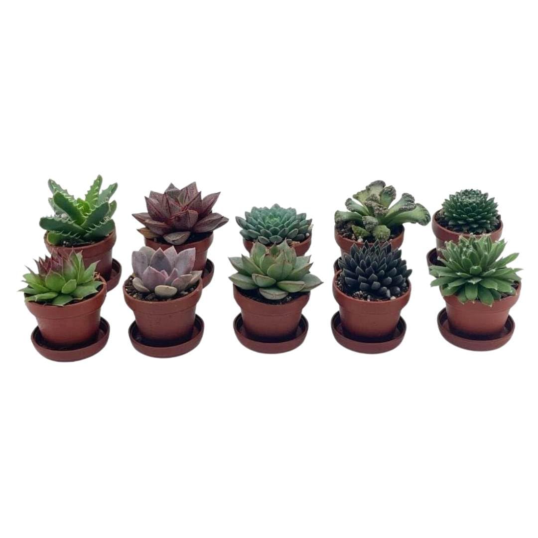 BubbleBlooms Teacup Succulent Assortment, 10 Different Plants, in 1 inch pots with Saucers