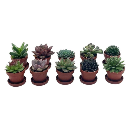 BubbleBlooms Teacup Succulent Assortment, 10 Different Plants, in 1 inch pots with Saucers