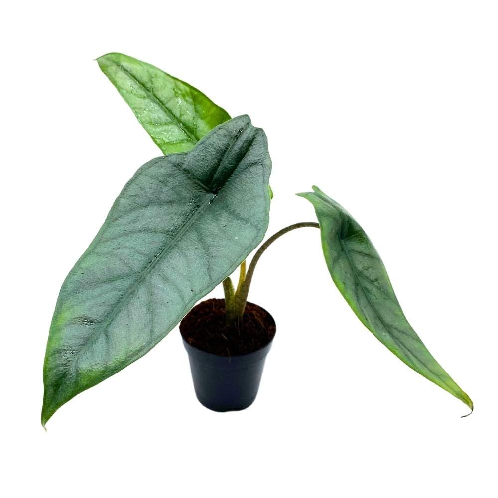 Alocasia Dragon's Breath 2 inch Rare Jewel Alocasia Alocasia Heterophylla Tiny Minix Pixie Plant