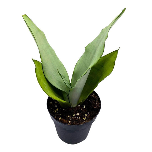 BubbleBlooms Sansevieria Moonshine White-ish Green Snake Plant in a 4 inch Pot