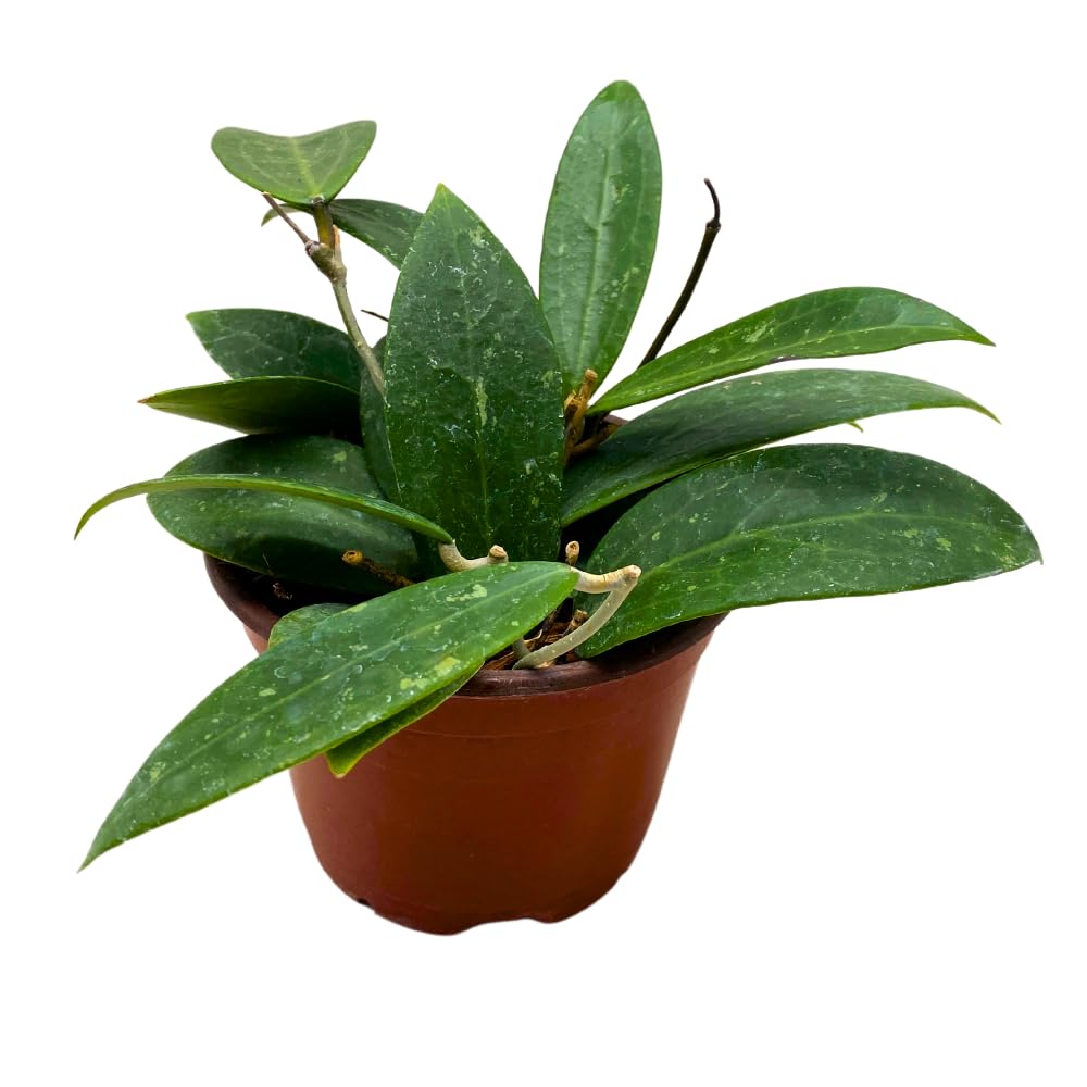 BubbleBlooms Hoya Padilla Bogor in a 4 inch Pot