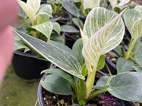 BubbleBlooms Philodendron Birkin, White Wave in a 6 inch Pot Mermaid Tail