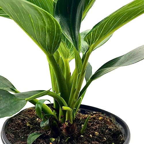 BubbleBlooms Philodendron Birkin White Wave in a 6 inch Pot