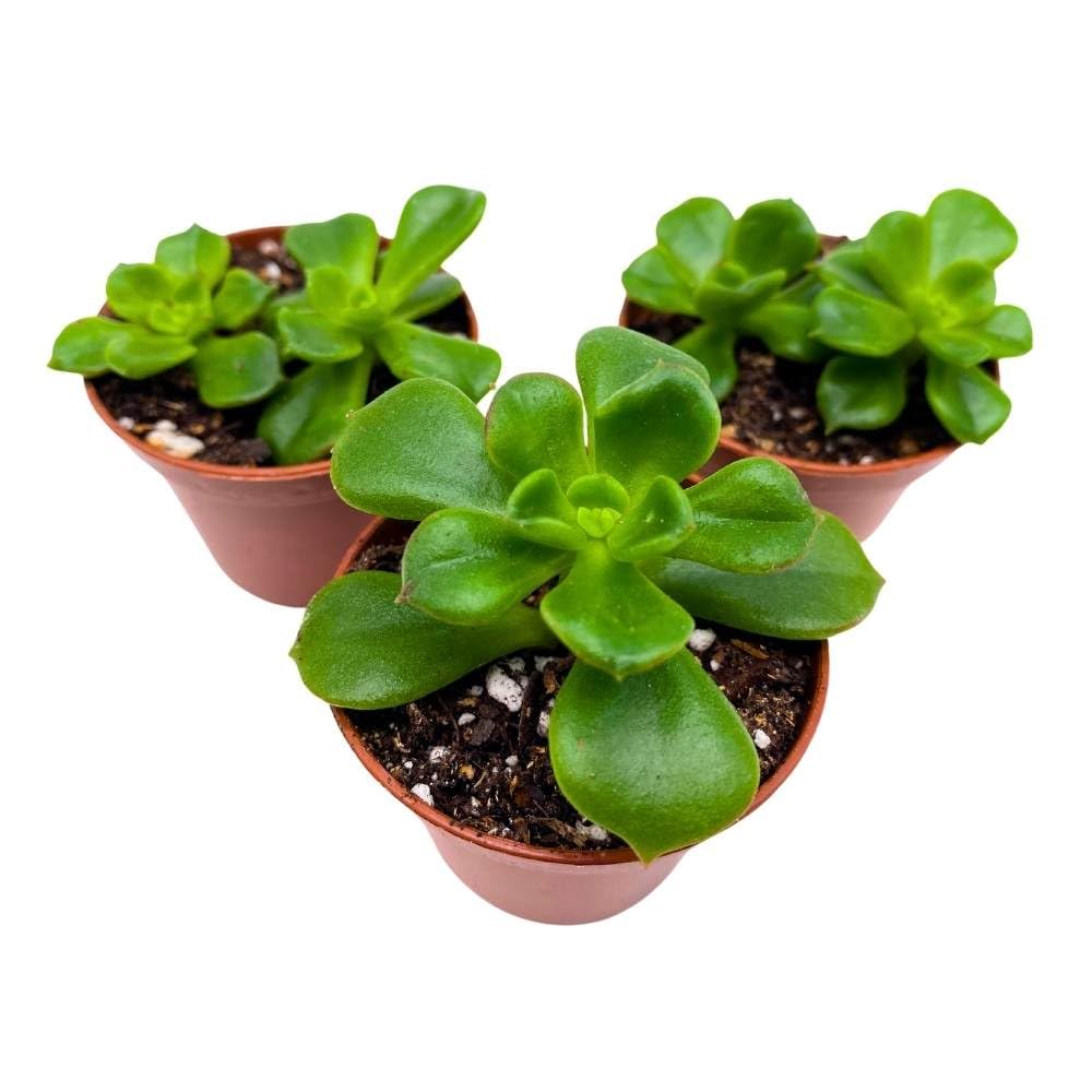 Echeveria Emerald Ripple, 2 inch Set of 3, Garden Succulents Tiny Mini Pixie