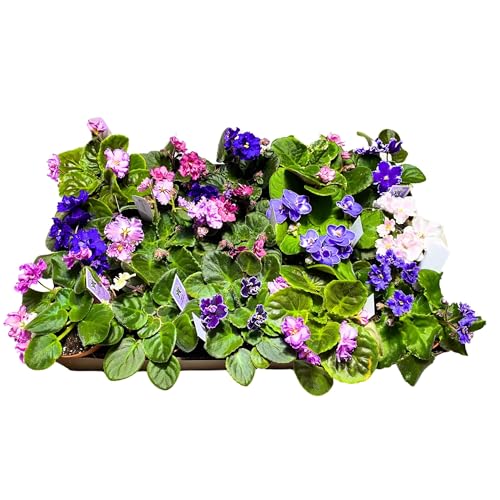 Harmony Foliage African Violet Assortment in 4 inch pots 15-Pack Bulk Wholesale Variegated Saintpaulia Gesneriads