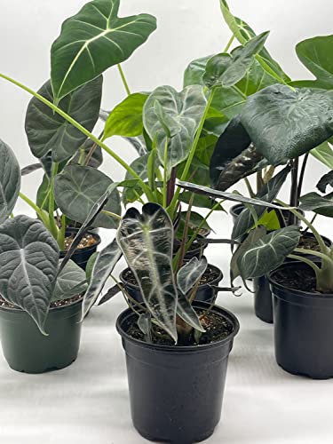 BubbleBlooms Alocasia Assortment Set, 4 inch pots, 10 Different Alocasias Frydek, Black Velvet, Maharani, Regal Shield, Bambino, Tiny Dancer, Serendiptiy