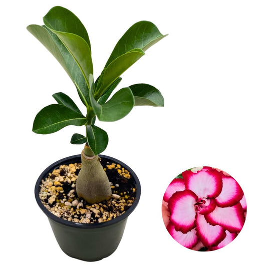 BubbleBlooms Desert Rose Royal Empress in a 4 inch Pot Extremely Rare Flower
