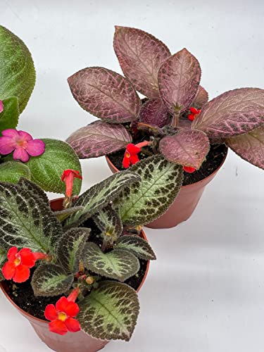 BubbleBlooms Flame Violet Episcia Cupreata Assortment 4 inch pots 3 Different Velvet Plants