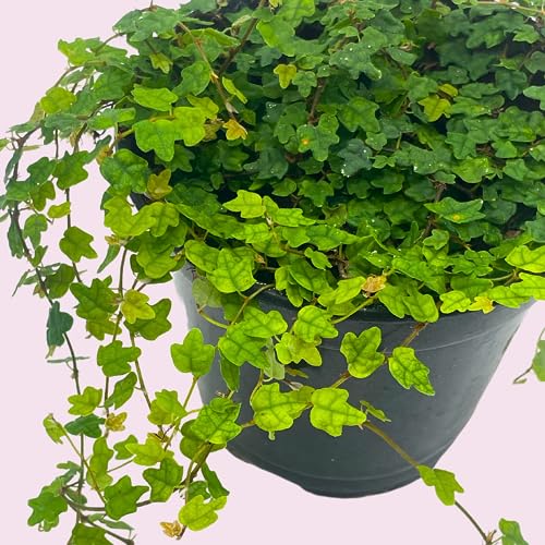 BubbleBlooms String of Frogs in a 4 inch Pot Ficus pumila Quercifolia, Oakleaf Creeping fig