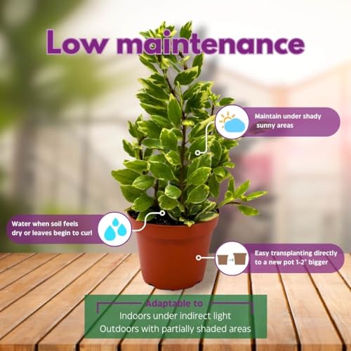 Harmony Foliage Columnea Variegated Light Prince in a 4 inch Pot