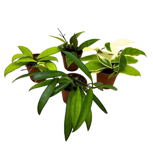 Harmony Foliage Harmony's Hoya Assortment 2 inch Set of 4