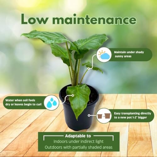 BubbleBlooms Alocasia Assortment Set, 2 inch pots, 4 Different Alocasias Frydek, Black Velvet, Silver Dragon, Maharani, Regal Shield, Bambino