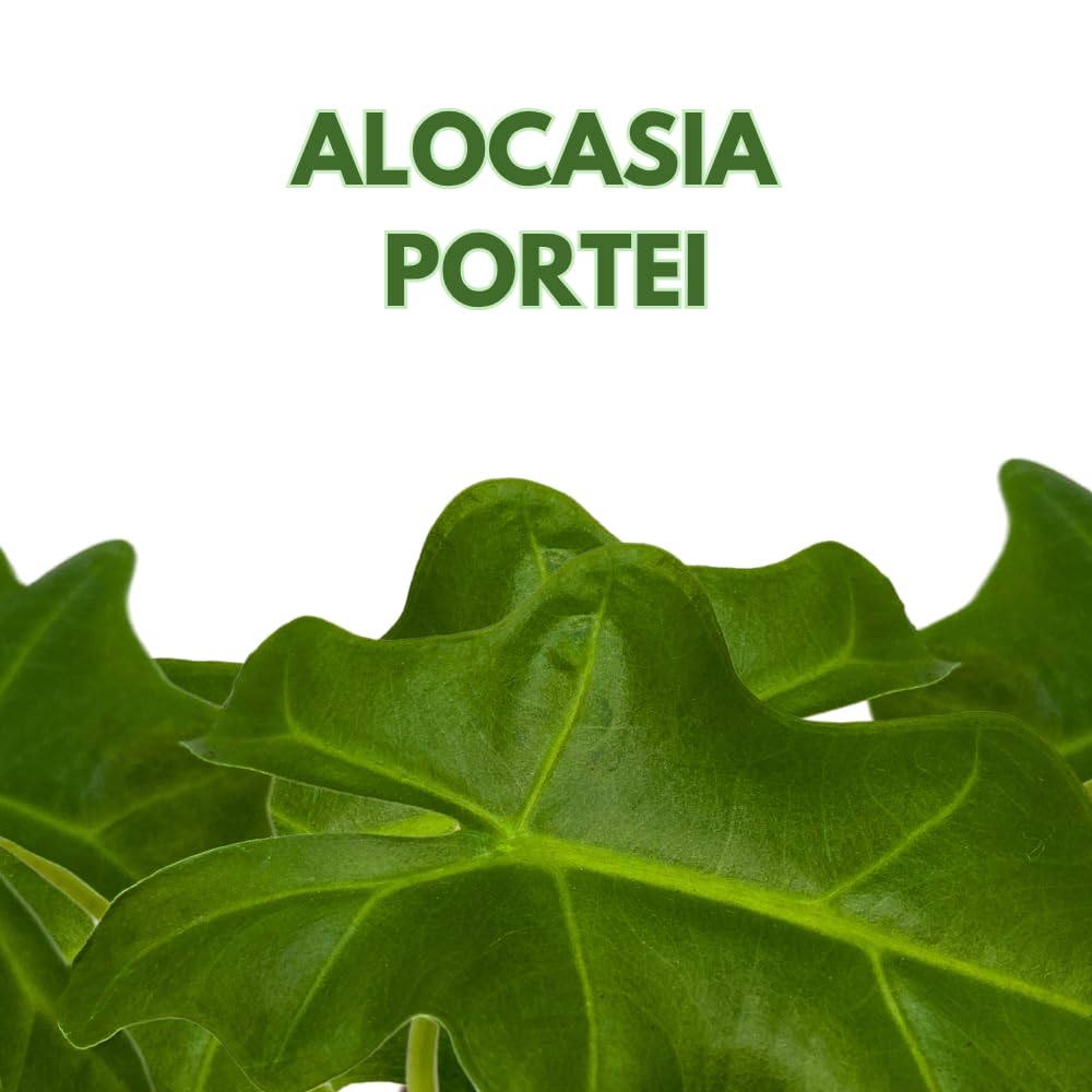 BubbleBlooms Alocasia Portei in a 2 inch Pot Tiny Minie Pixie Plant