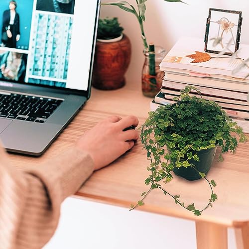 BubbleBlooms String of Frogs in a 4 inch Pot Ficus pumila Quercifolia, Oakleaf Creeping fig