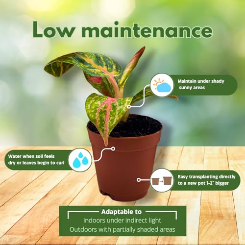 BubbleBlooms Aglaonema Assortment 2 inch Set of 4