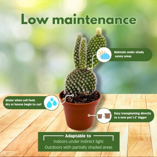 BubbleBlooms White Bunny Ears Cactus, 2 inch Set of 3, Opuntia microdasys, Angel's Wings Tiny Mini Pixie Plants