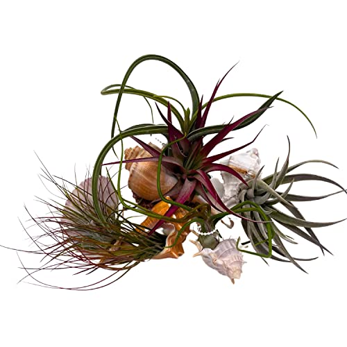 BubbleBlooms Tillandisa Assorment with Nautilus Seashells, Set of 5, Different-Sized airplants Mounted on a Conch
