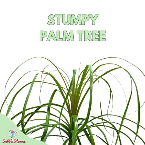 BubbleBlooms Indoor Stumpy Palm in 6 inch Pot