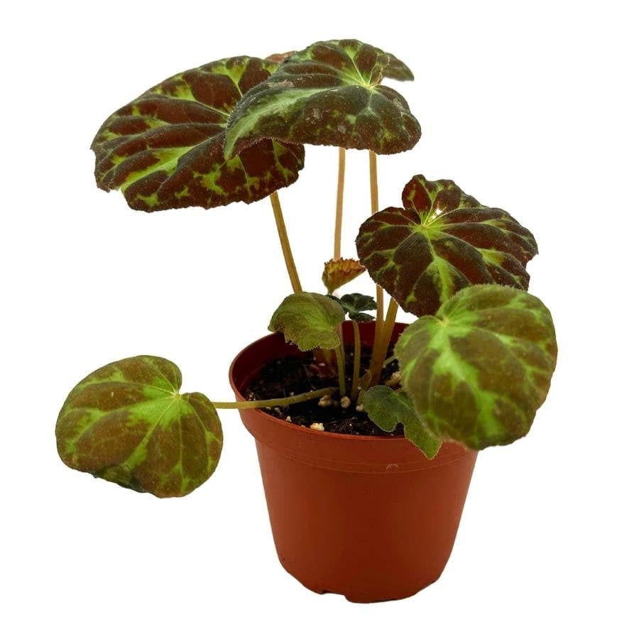 Harmony's Barsaloux's Begonia Barsalouxiae 4 inch, Rare Green Captivating Color Begonia Rex