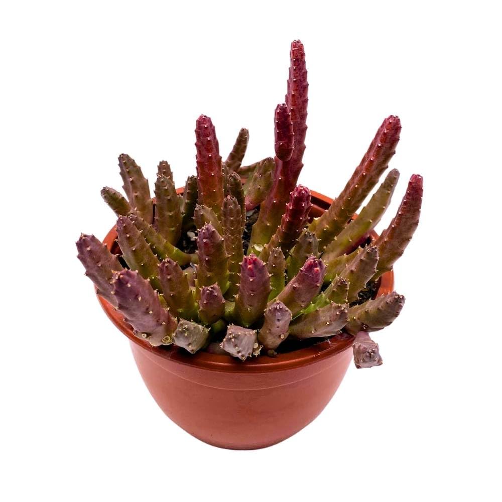 BubbleBlooms Schinzii Stapelia Huernia Starflower Starfish Plant in a 6 inch Pot