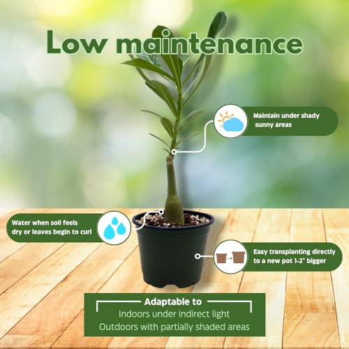 BubbleBlooms Desert Rose Dina in a 4 inch Pot Extremely Rare Flower