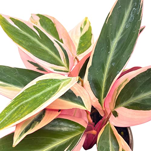 BubbleBlooms Stromanthe Triostar 4 inch Sanguinea Beautiful and Easy Indoor House Plant