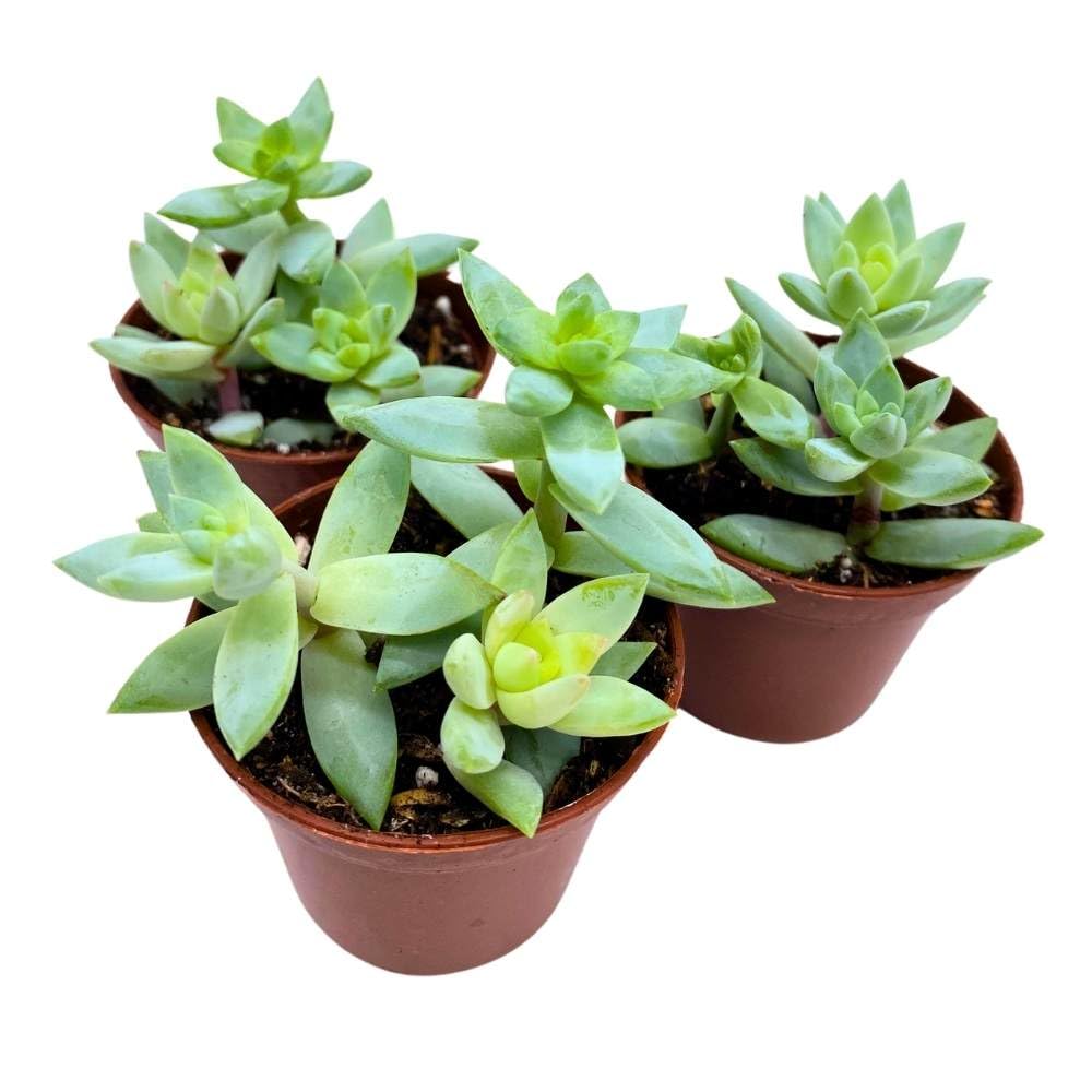 Greene's liveforever 2 inch Set of 3, Dudleya greenei Stonecrop Succulent Tiny Mini Pixie