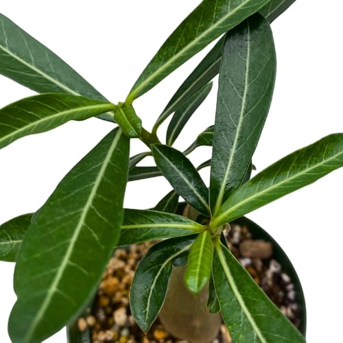 BubbleBlooms Desert Rose Secret of Victoria in a 4 inch Pot Extremely Rare Flower