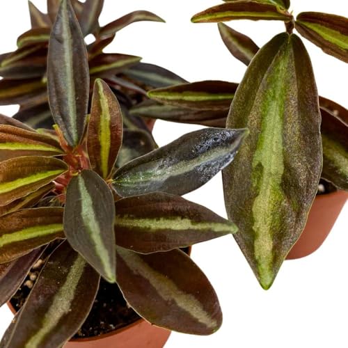 BubbleBlooms Peperomia Metallica, 2 inch Set of 3, Repii Tiny Mini Pixie Plants