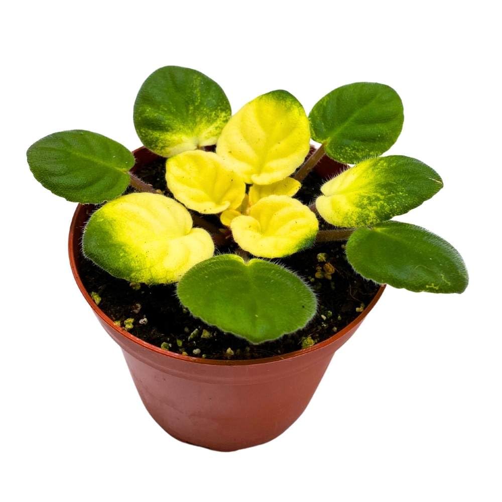 Variegated African Violet Key Lime Treat, 4 inch, Saintpaulia Gesneriads