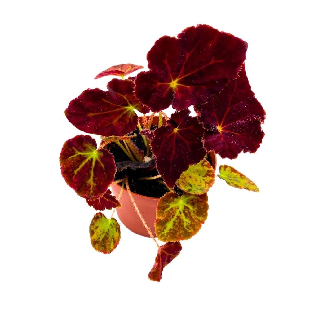 Begonia Madame O'Reilly, 4 inch Deep Orange Reddish Purple Rhizomatous Rhizo