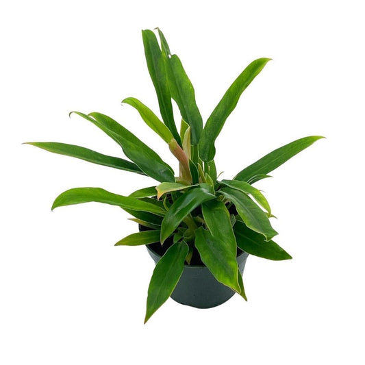 Philodendron Narrow, 4 inch