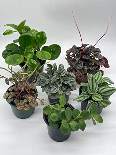 BubbleBlooms Peperomia Assortment Set, 6 Different peperomias in 4 inch pots Grower's Choice May Include Watermelon, Marble, Ripple, Rosso