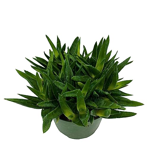 BubbleBlooms Aloe Black Gem in a 6 inch Pot