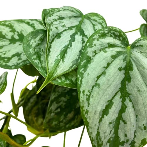 BubbleBlooms Philodendron Brandi Brandtianum in a 4 inch Pot