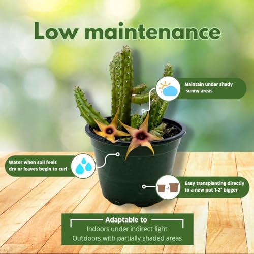 BubbleBlooms Stapelia Procumbens in a 4 inch Pot Huernia Procumbus, Starfish Cactus Orbea