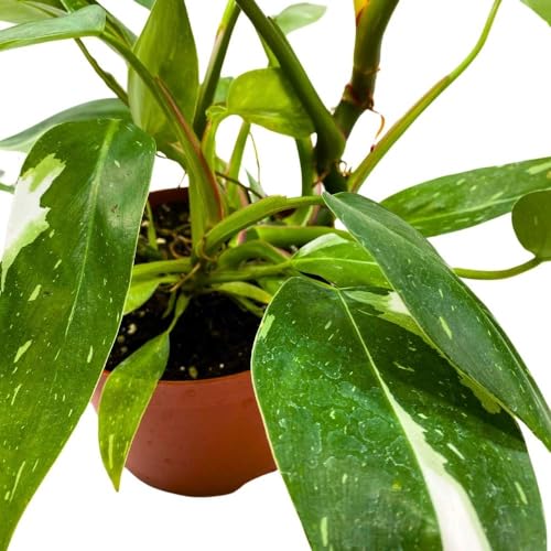 BubbleBlooms Philodendron White Princess 6 inch Rare Variegated Philo Indoor House Plant